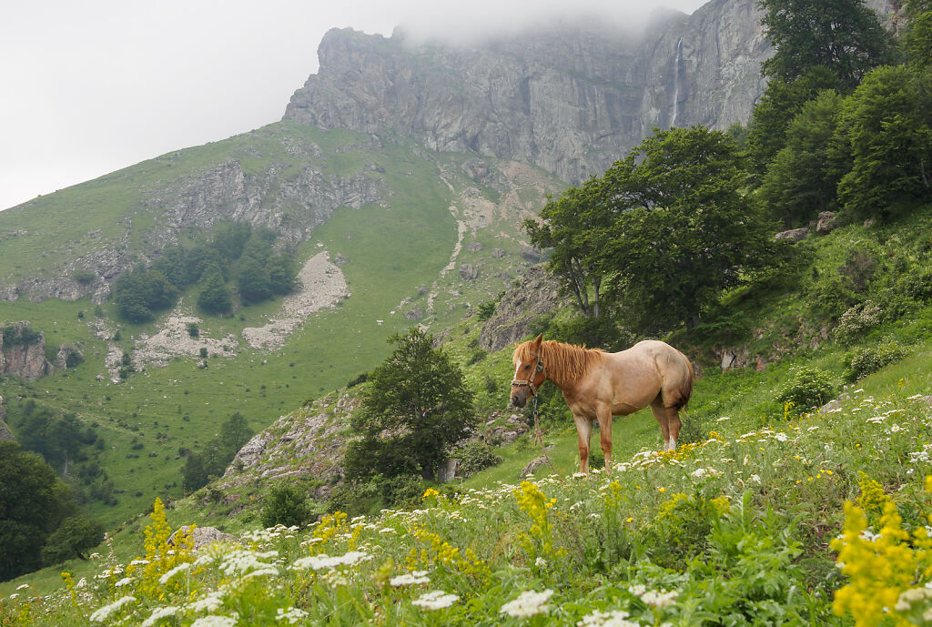 Stara Planina