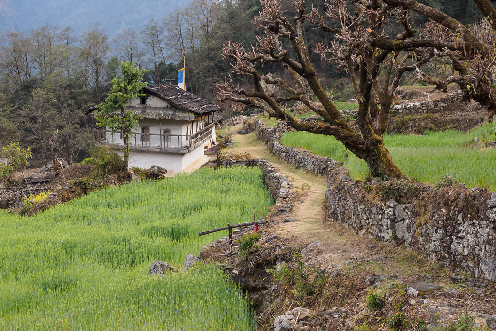 Kanchenjunga South - The Lower Himalaya