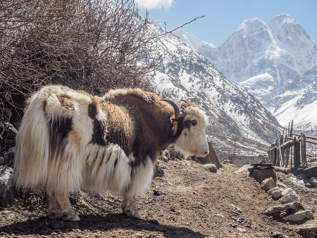 Kanchenjunga North - Kambachen