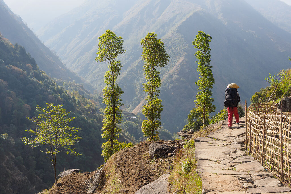 Kanchenjunga North - Back to Suketar