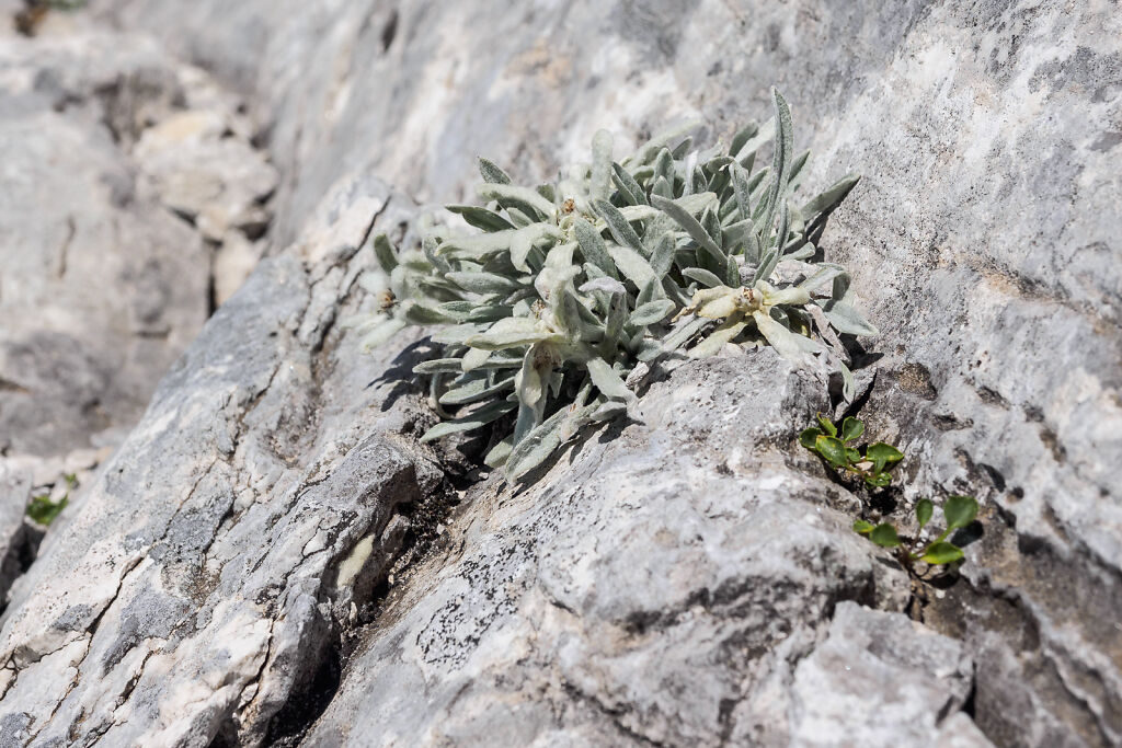 Pirin
