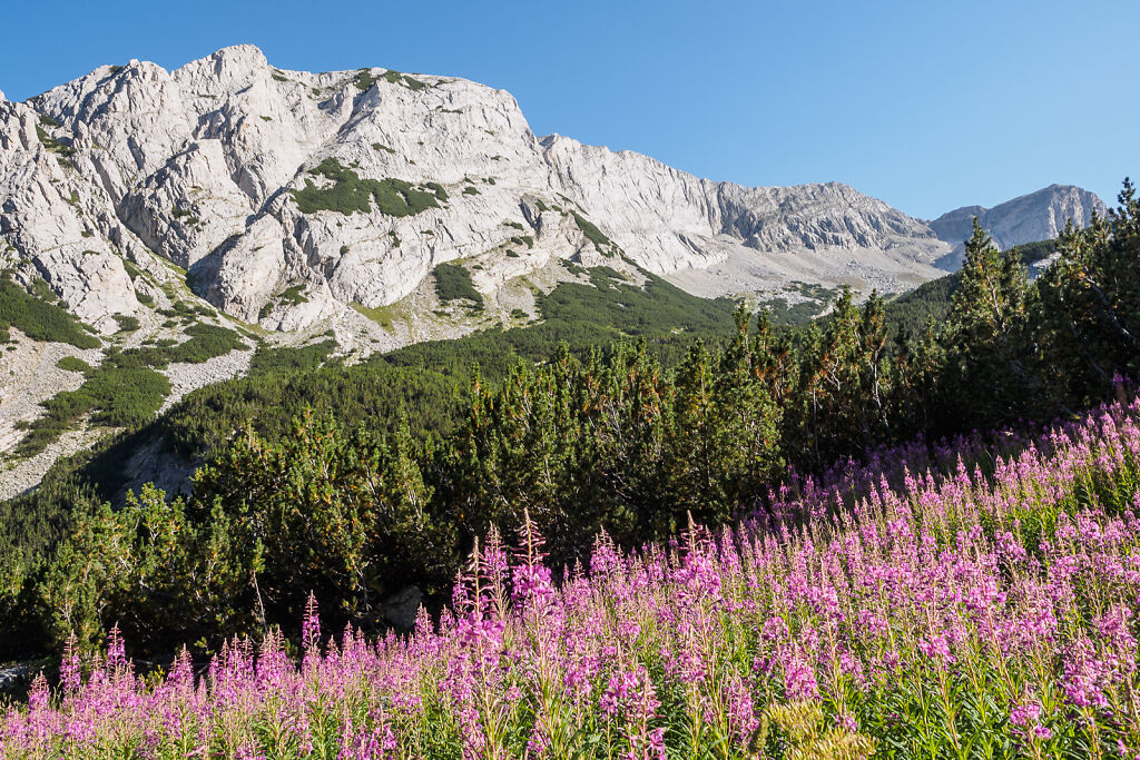 Pirin