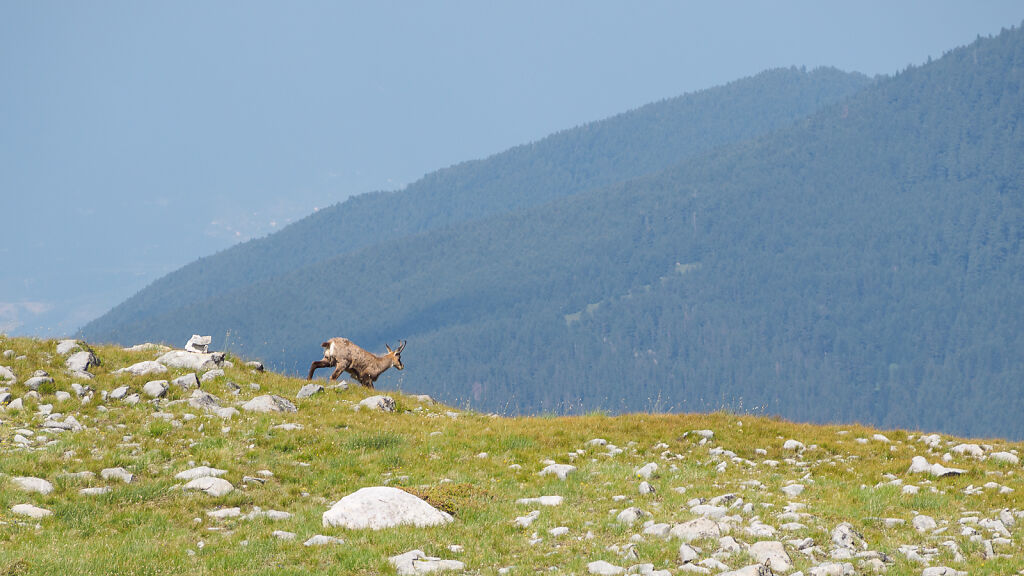 Pirin 2017