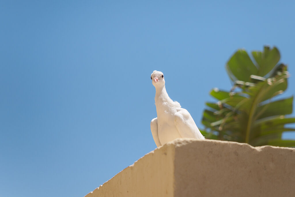 Malta 2017