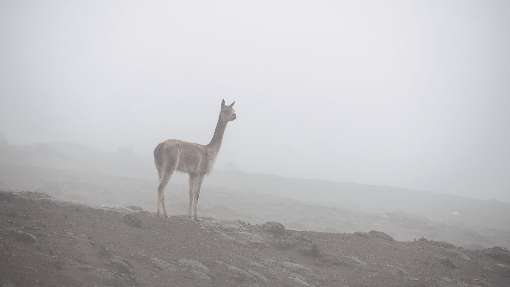 Chimborazo