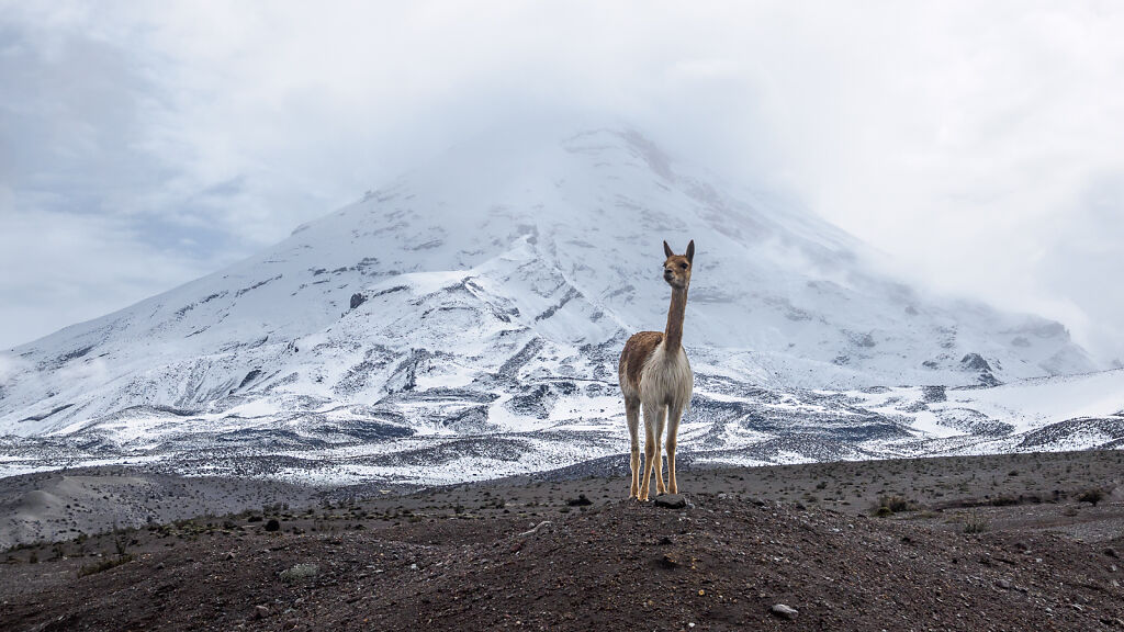 Chimborazo