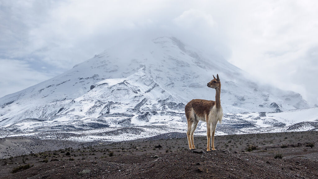 Chimborazo