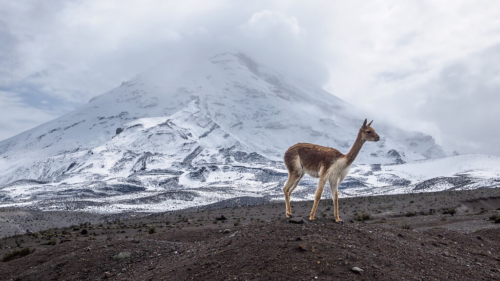 Chimborazo